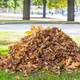 Image for article titled ‘Plow’ Your Leaves With Cardboard